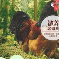 家禽畜牧养殖类网站织梦模板(带手机端)+PC+移动端+利于SEO优化