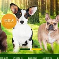 绿色宠物狗机构类网站织梦模板(带手机端)+PC+移动端+利于SEO优化